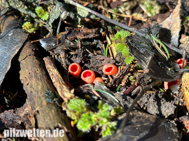 Scharlachroter Kelchbecherling, Österreichischer Prachtbecherling, Sarcoscypha austriaca & coccinea