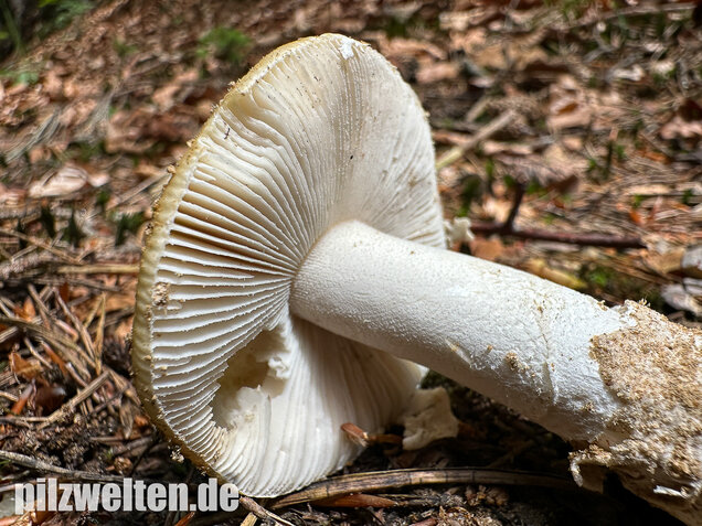 Narzissengelber Knollenblätterpilz, Amanita gemmata