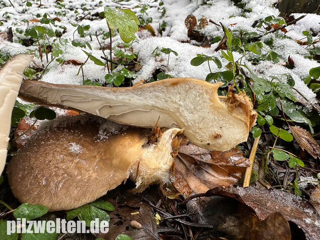 Austernseitling, Austernpilz, Kalbfleischpilz, Pleurotus ostreatus
