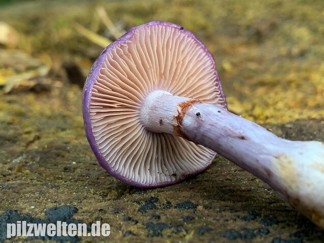 Blauer Schleimfuß, Cortinarius salor