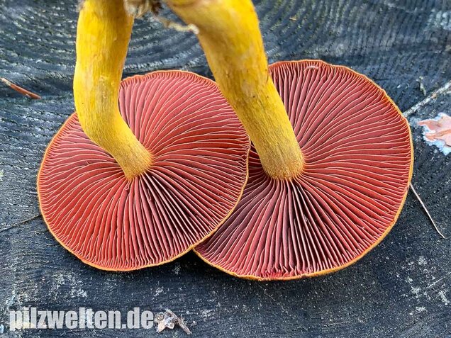 Blutblättriger Hautkopf, Cortinarius semisanguineus