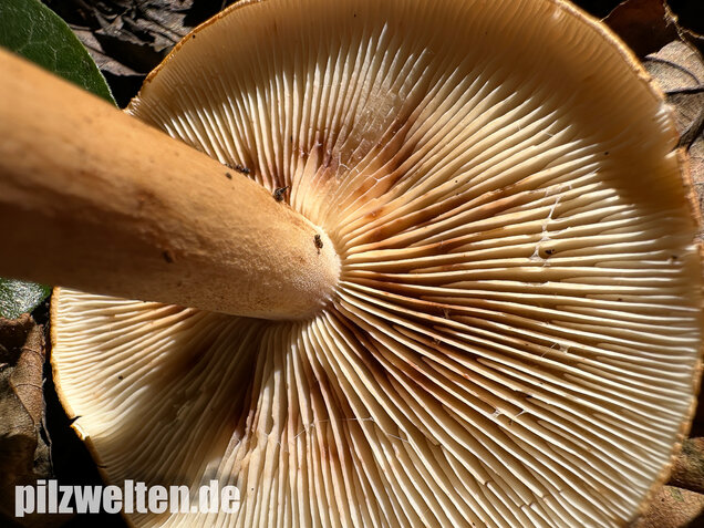 Braunschuppiger Ritterling, Feinschuppiger Ritterling, Tricholoma imbricatum