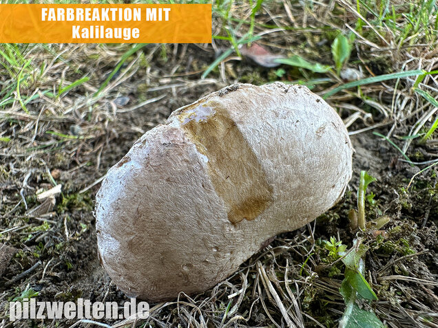 Braunschuppiger Wiesenchampignon, Agaricus moellerianus
