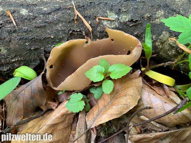Buchenwaldbecherling, Peziza arvernensis