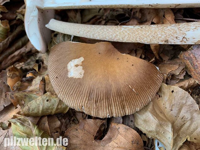 Dickscheidiger Scheidenstreifling, Amanita pachyvolvata