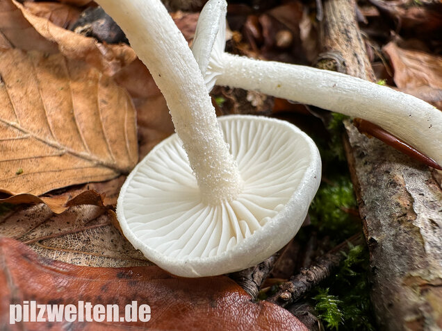 Elfenbeinschneckling, Hygrophorus eburneus