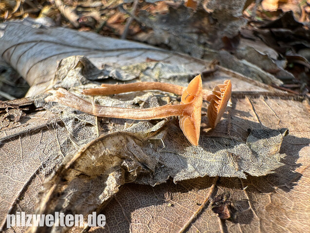 Flockiger Trompetenschnitzling, Tubaria conspersa