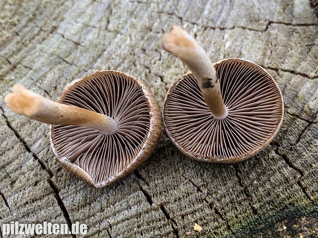 Früher Faserling, Schmalblättriger Faserling, Psathyrella spadiceogrisea