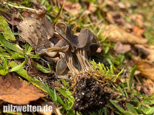 Gefurchte Lorchel, Helvella sulcata