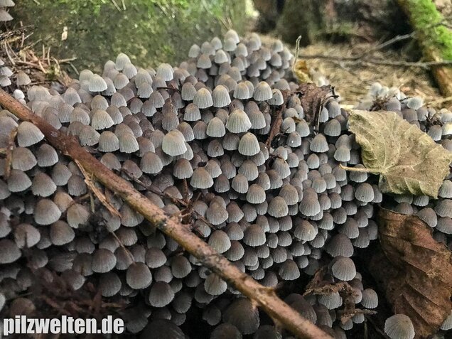 Gesäter Tintling, Coprinellus disseminatus