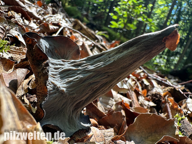Herbsttrompete, Totentrompete, Craterellus cornucopioides