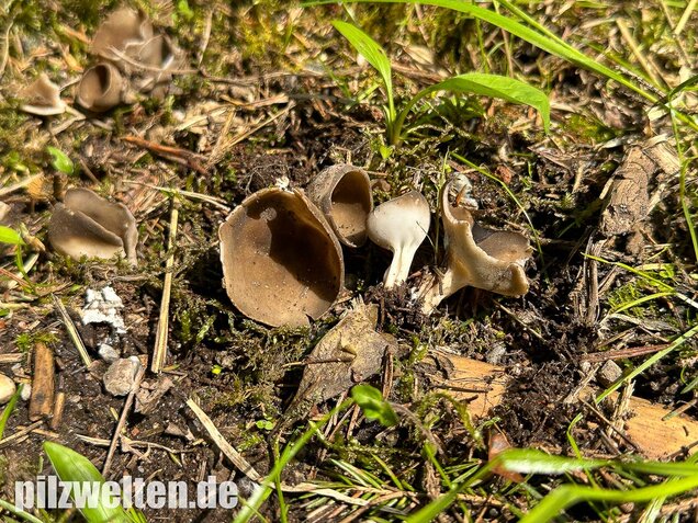 Kleine Becherlorchel, Dissingia confusa