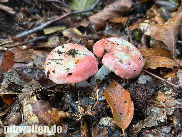 Kleiner Rosatäubling, Russula minutula