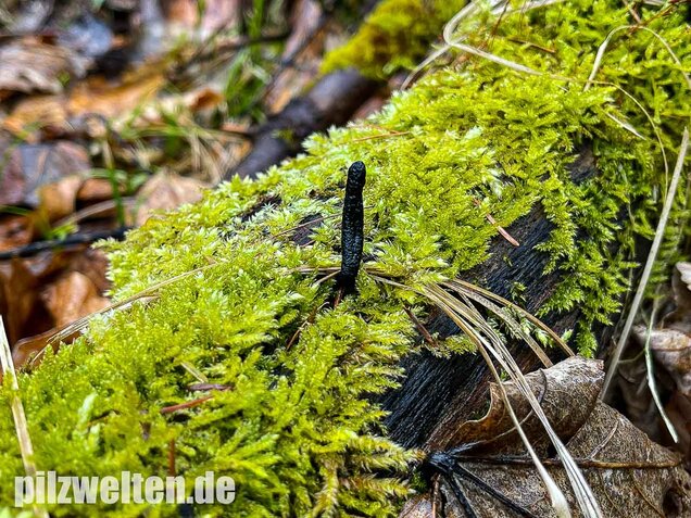 Langstielige Holzkeule, Xylaria longipes