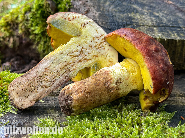 Anhängselröhrling, Butyriboletus appendiculatus