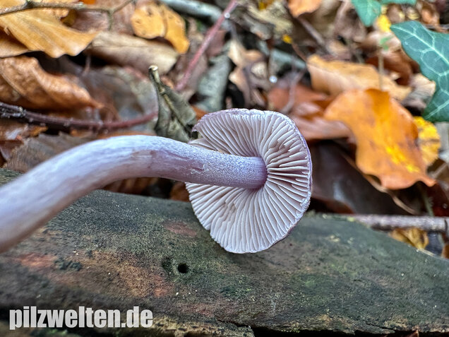 Violetter Risspilz, Lilaseidiger Risspilz, Inocybe violacea