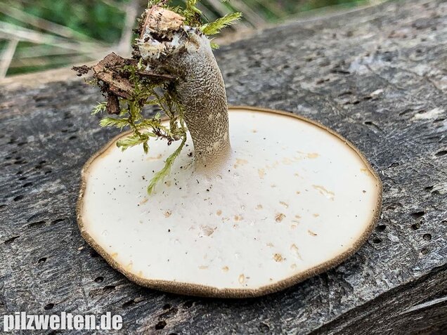 Maiporling, Lentinus substrictus
