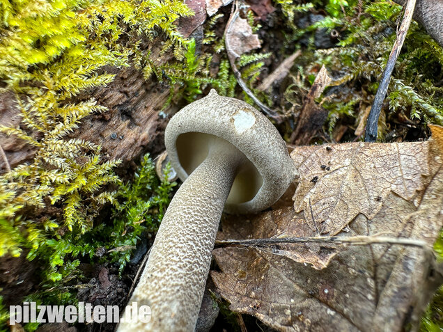 Maiporling, Bewimperter Stielporling, Lentinus substrictus