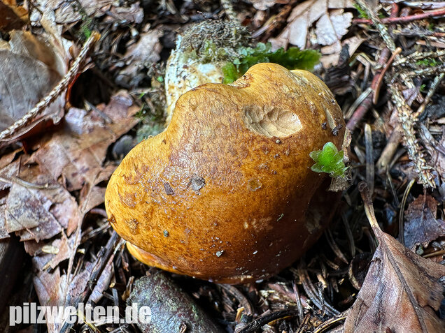 Geschmückter Schleimkopf, Phlegmacium saginum