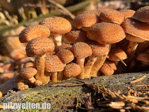 Nadelholzhallimasch, Armillaria ostoyae