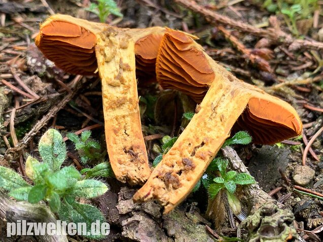 Orangefuchsiger Raukopf, Cortinarius orellanus