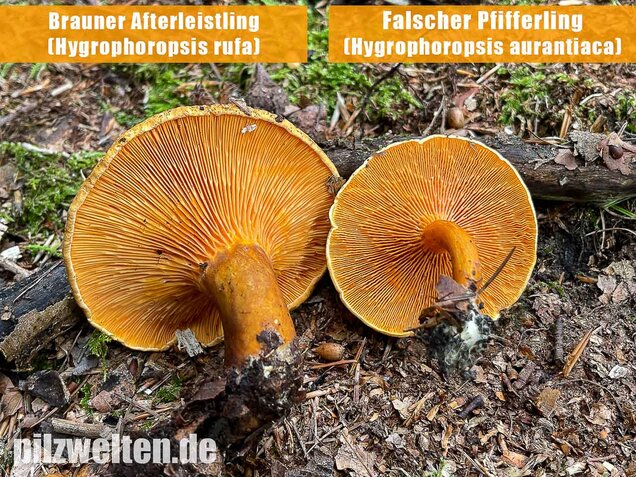 Falscher Pfifferling, Afterleistling, Hygrophoropsis aurantiaca