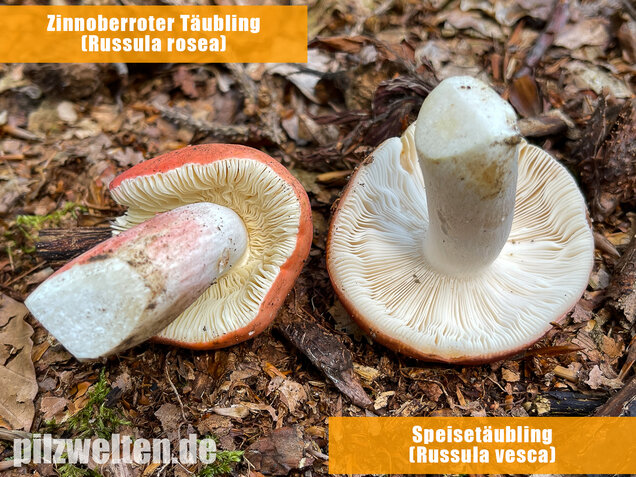 Zinnoberroter Täubling, Harter Zinnobertäubling, Russula rosea