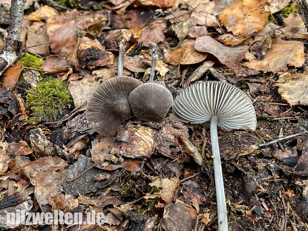 Rillstieliger Helmling, Mycena polygramma