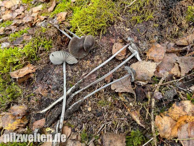 Rillstieliger Helmling, Mycena polygramma
