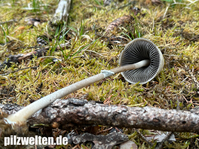 Ringdüngerling, Beringter Düngerling, Panaeolus semiovatus