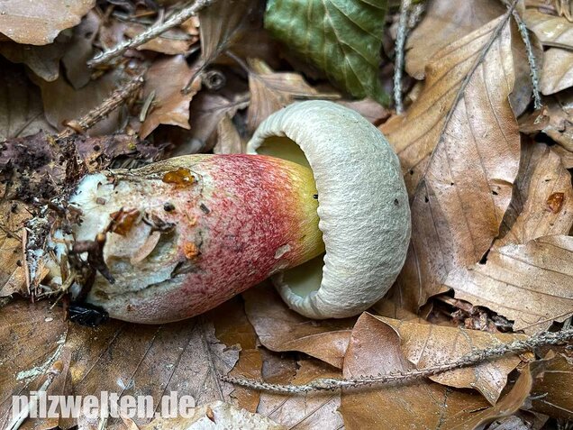 Schönfußröhrling, Caloboletus calopus