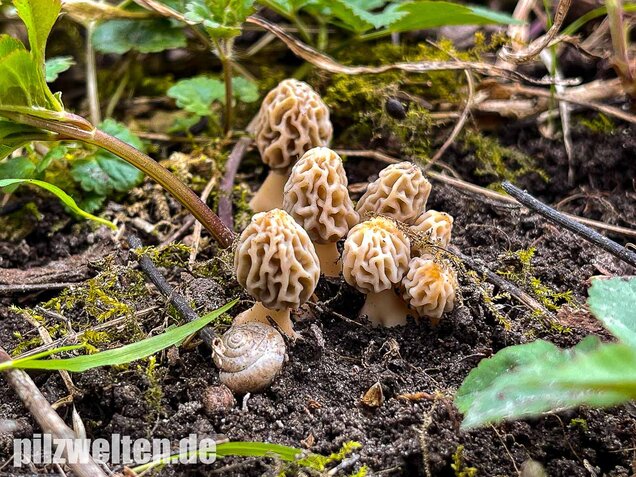 Speisemorchel, Morchella esculenta