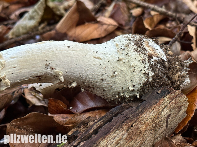 Spitzkegeliger Wulstling, Amanita echinocephala