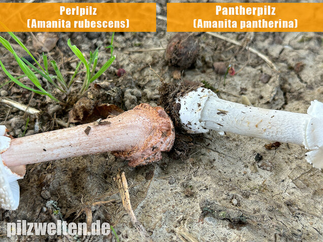 Pantherpilz, Pantherwulstling, Amanita pantherina