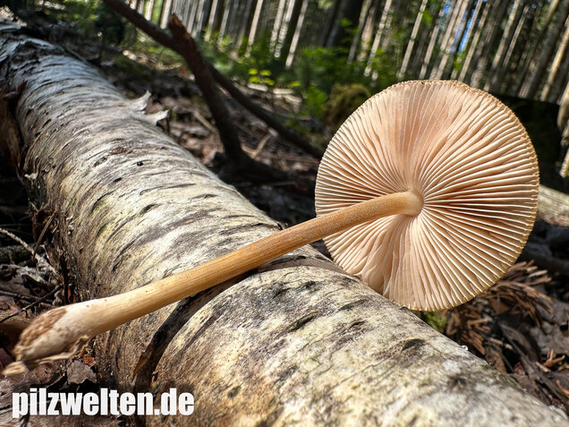 Verschiedenfarbiger Dachpilz, Pluteus plautus