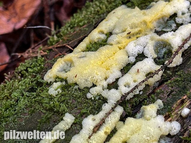 Weißgelbes Netzpolster, Ceratiomyxa porioides