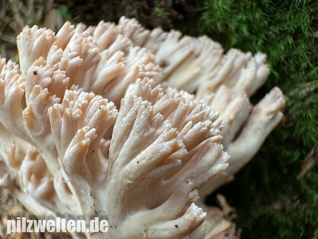 Bauchwehkoralle, Blasse Koralle, Ramaria pallida