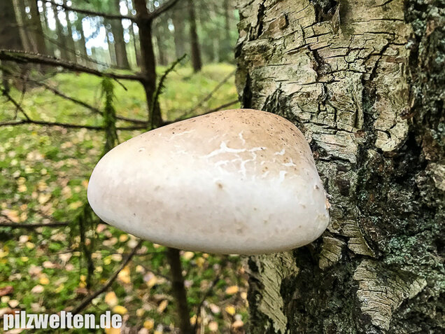 Birkenporling, Fomitopsis betulina