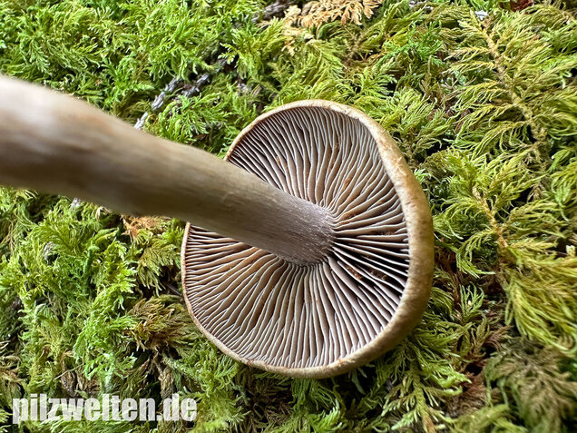 Olivgelber Schleimkopf, Cortinarius subtortus