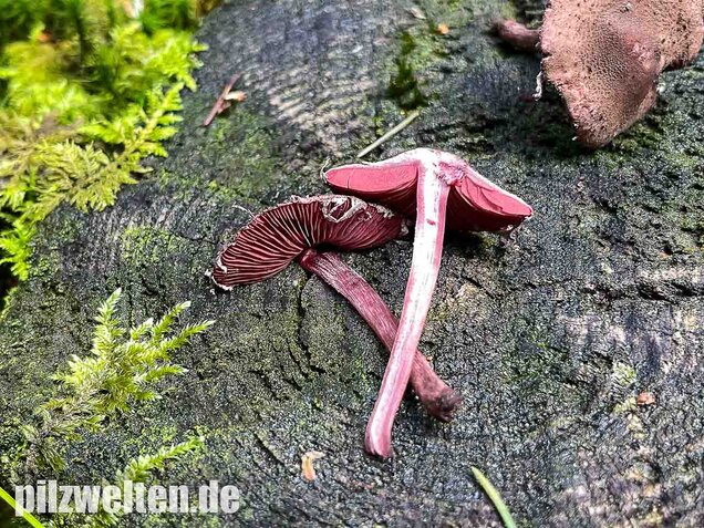 Blutblättriger Zwergschirmling, Melanophyllum haematospermum