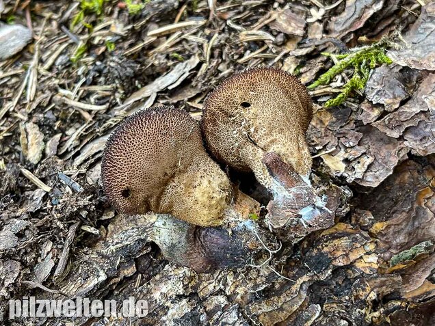 Brauner Stäubling, Lycoperdon umbrinum