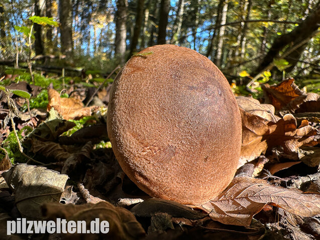 Braunschuppiger Ritterling, Feinschuppiger Ritterling, Tricholoma imbricatum