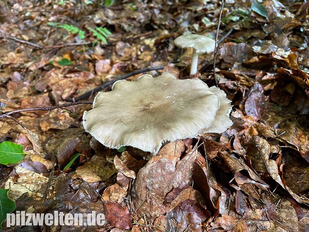 Breitblättriger Holzrübling, Megacollybia platyphylla