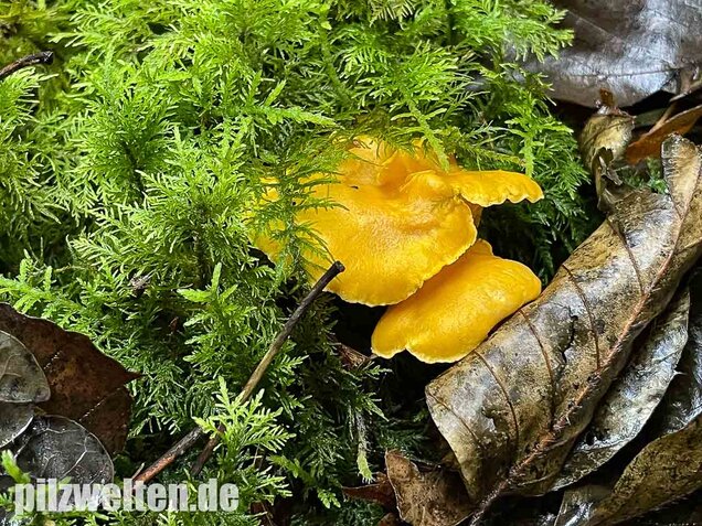 Echter Pfifferling, Cantharellus cibarius