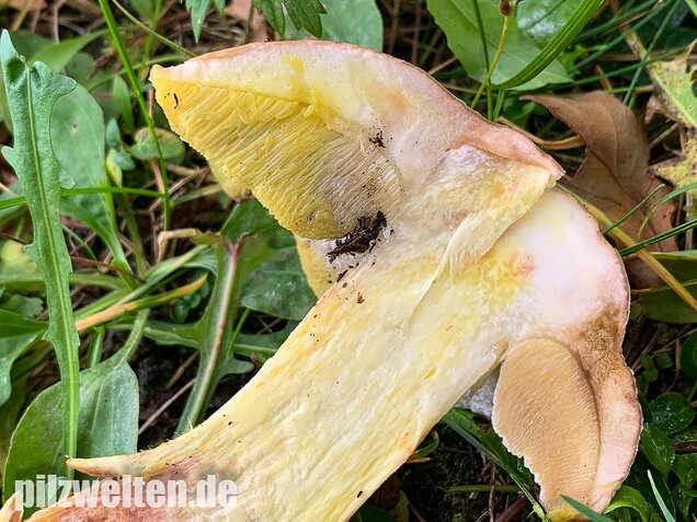 Gehämmerter Röhrling, Hemileccinum depilatum