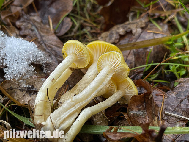 Gelber Lärchenschneckling, Hygrophorus lucorum
