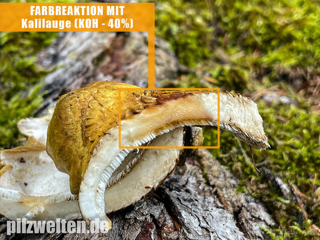 Gelbgrüner Kammporling, Laeticutis cristata