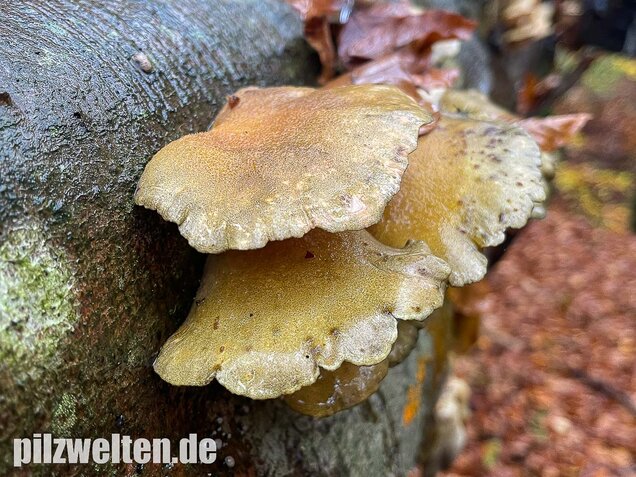 Gelbstieliger Muschelseitling, Sarcomyxa serotina