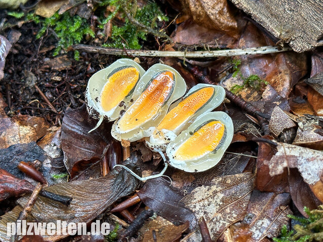 Gemeine Hundsrute, Mutinus caninus