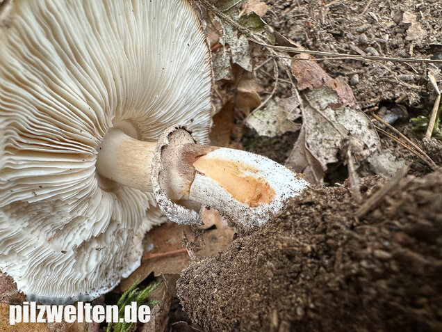 Gerandetknolliger Safranschirmling, Chlorophyllum brunneum